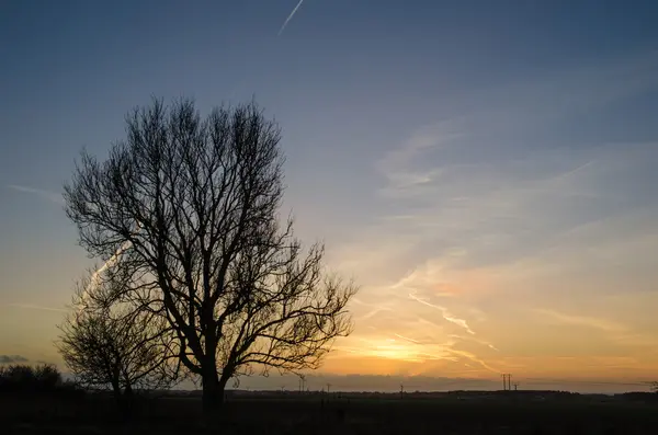 Grande albero solitario — Foto Stock