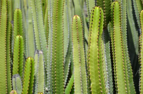 Cactus closeup — Stock Photo, Image