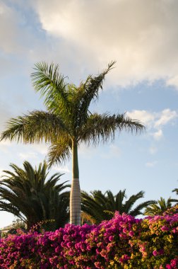 Tropikal akşam görünümü