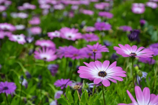 Rosa tusensköna i fokus — Stockfoto