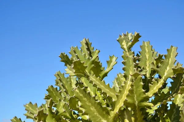 Planta de cacto iluminada pelo sol — Fotografia de Stock