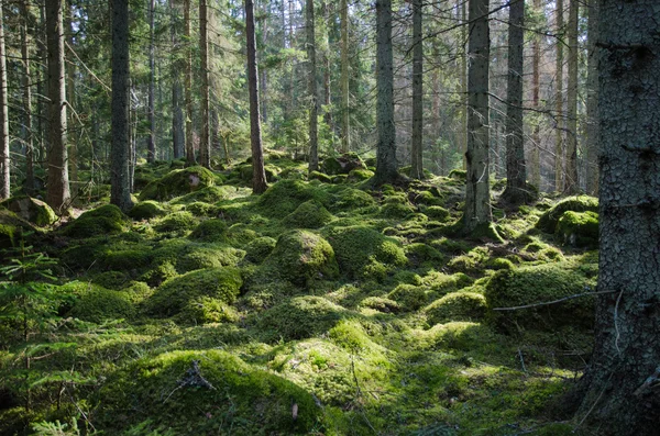 Foresta verde muschiato — Foto Stock