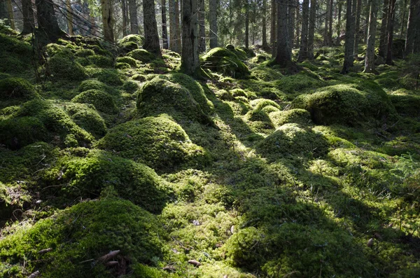 长满苔藓的绿色背光的森林 — 图库照片
