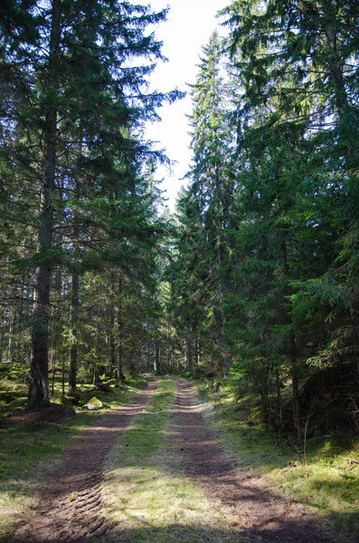 Tracks in a coniferous forest — Stock Photo, Image