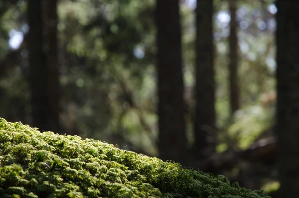 Primo piano di muschio in una foresta — Foto Stock