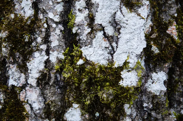 Vecchio dettaglio del tronco di pioppo tremulo — Foto Stock
