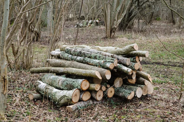 Pila di legna in una foresta decidua — Foto Stock