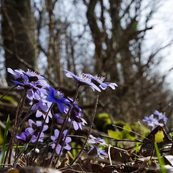 Hepatica gruppo retroilluminato — Foto Stock