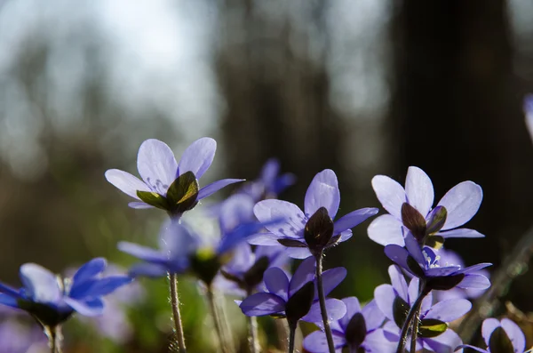 Primo piano di Hepatica — Foto Stock