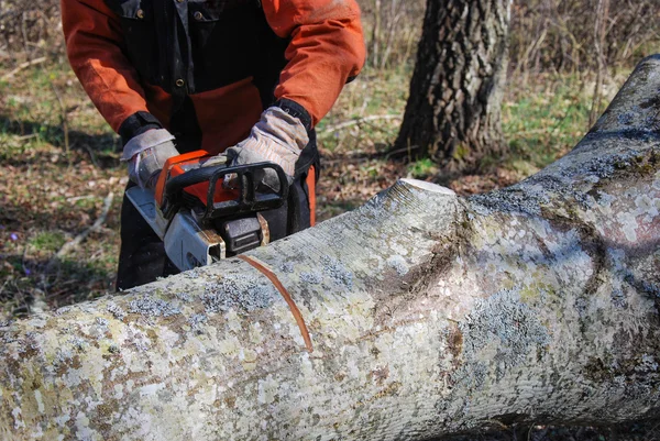 Sawing a big tree trunk — Stock Photo, Image