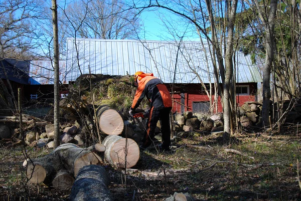 Rüzgar düşmüş bir ağaç, oduncu — Stok fotoğraf