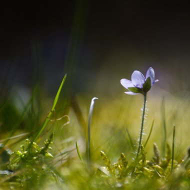 Tek arkadan aydınlatmalı mantarı