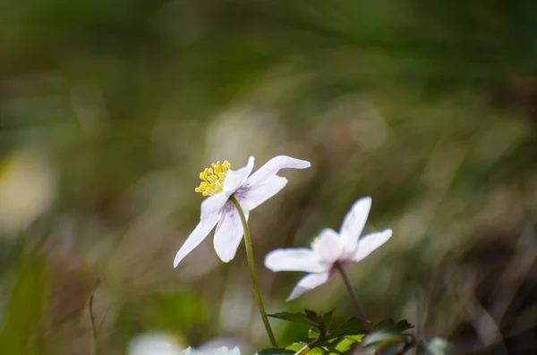 Blossom windflower — Stockfoto