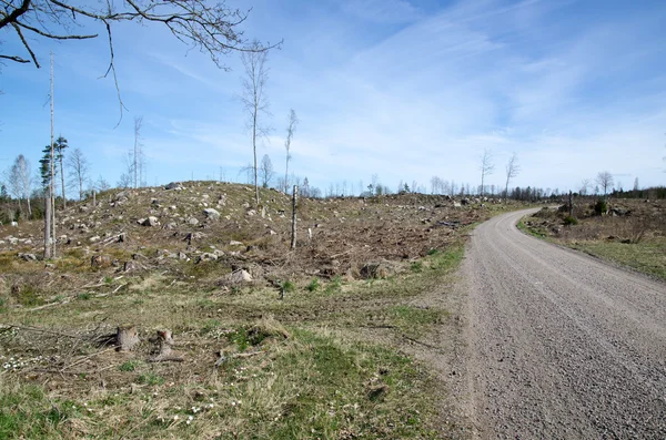 Deforestation area — Stock Photo, Image