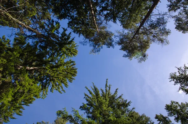 Trädtopparna från låg vinkel — Stockfoto