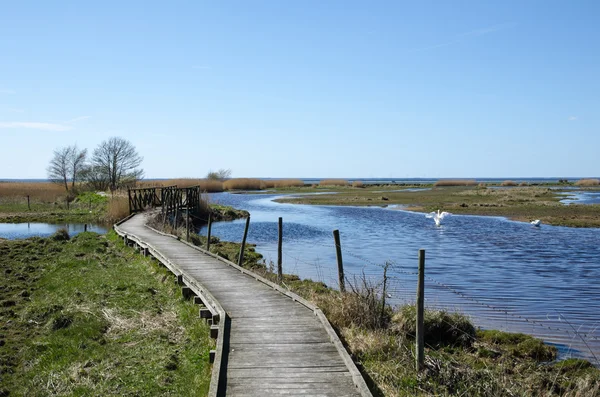 Springtime in the wetlands — Stock Photo, Image