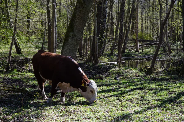 봄 날에 가축 방목 — 스톡 사진
