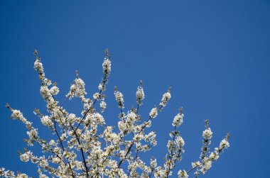 Beyaz kiraz çiçeği