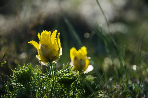 Jarní krásu květ — Stock fotografie