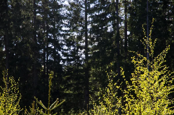 Cores da primavera floresta — Fotografia de Stock
