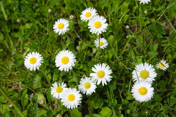 Margaridas na grama verde — Fotografia de Stock