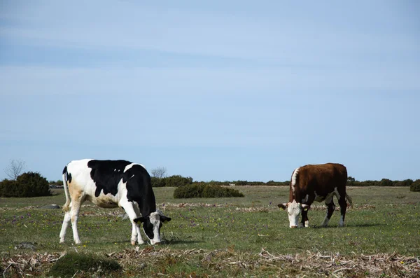 Grazende vee in een grasland — Stockfoto