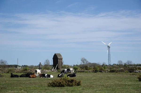 Landscape with windmills — Stock Photo, Image