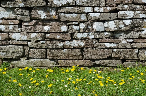 Fleur jaune au mur de pierre — Photo