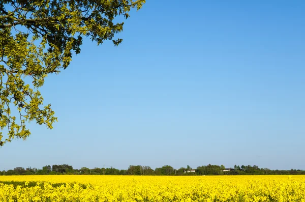 Yellow landscape — Stock Photo, Image