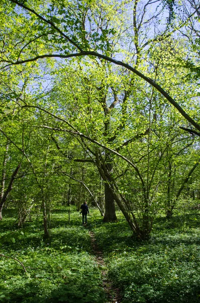 Tavasszal a lombhullató erdő — Stock Fotó