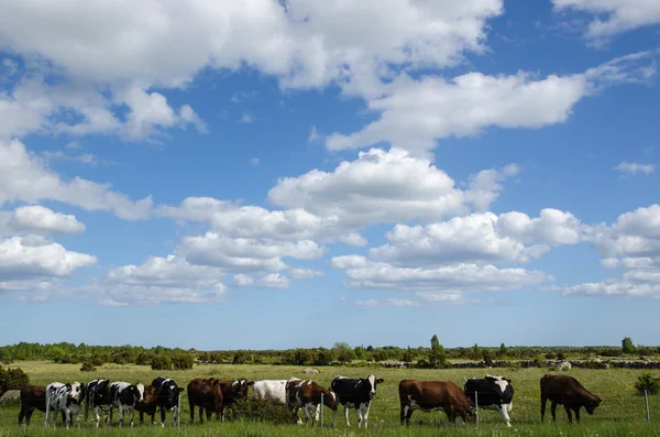 Cattle in a row at a fence