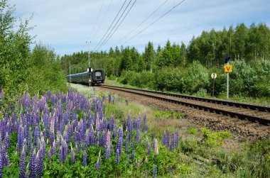 Train at railway with flowers besides the tracks