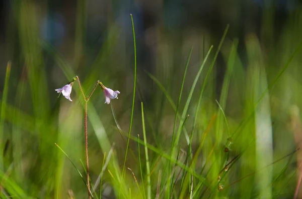 Блискучі twinflowers — стокове фото