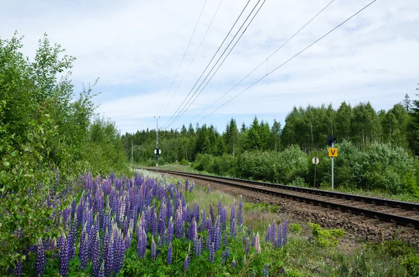Lupin flowers by the railroad — 스톡 사진