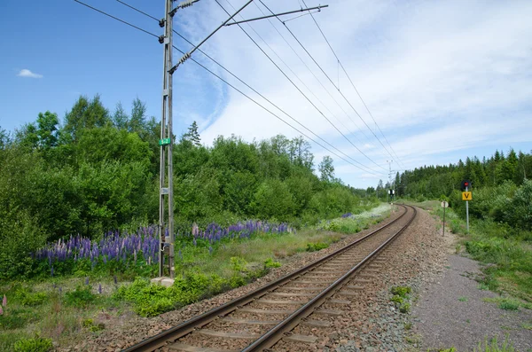 Railway in a summer landscape — 스톡 사진