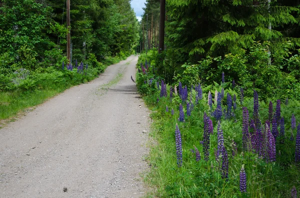 Colorful country road — Stock Photo, Image