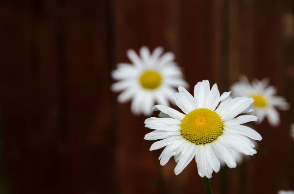 Margarita blanca fresca — Foto de Stock