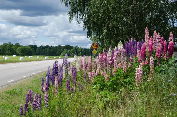 Landschap met lupine Stockfoto