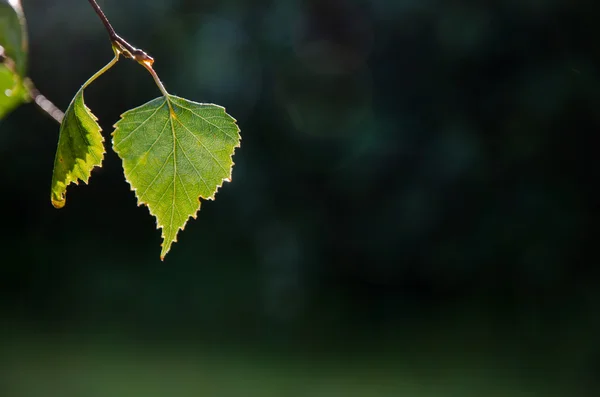 Backlit shiny leaf — Stock Photo, Image