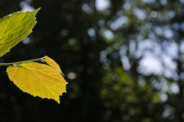 Backlit reddish hazel leaf — Stock Photo, Image