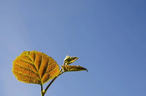 Reddish hazel leaf — Stock Photo, Image