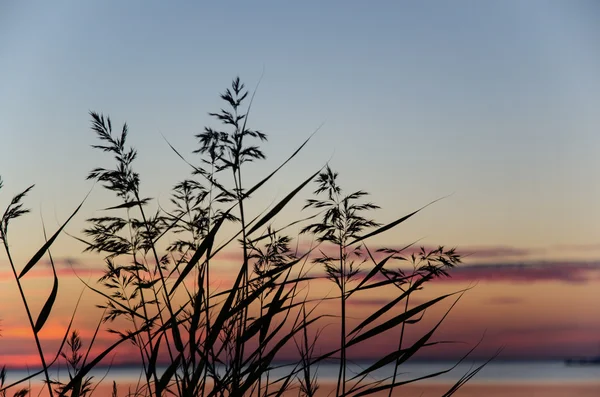 Canne da costa al tramonto — Foto Stock