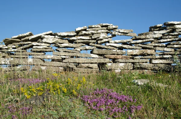 Fiori estivi da un vecchio muro di pietra — Foto Stock