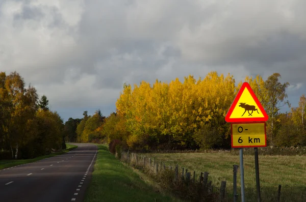 Moose uyarı işareti — Stok fotoğraf