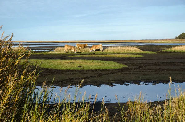 Cattles em um pântano — Fotografia de Stock