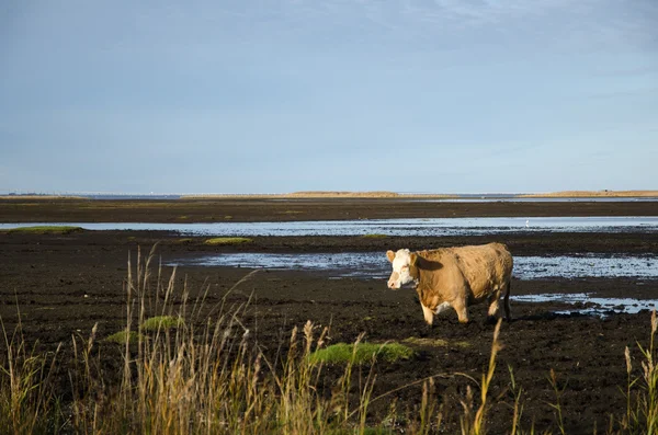 Ko i grumligt vatten — Stockfoto