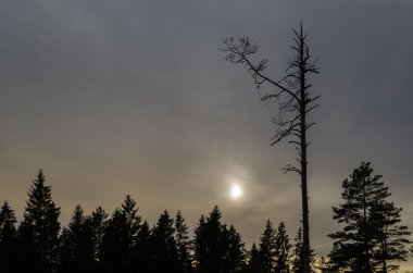 Karanlık bir ormanda budak