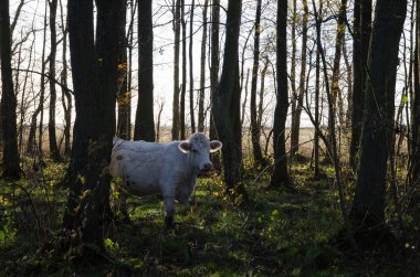 Beyaz inek ağaçları arasında