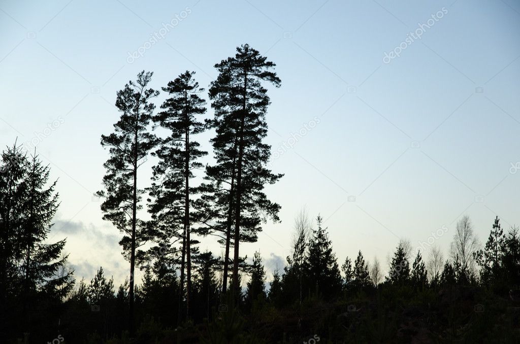 Silhouettes of pine trees 