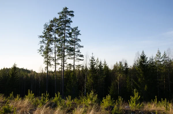 Clearcut orman çam ağacı bitkiler ile — Stok fotoğraf